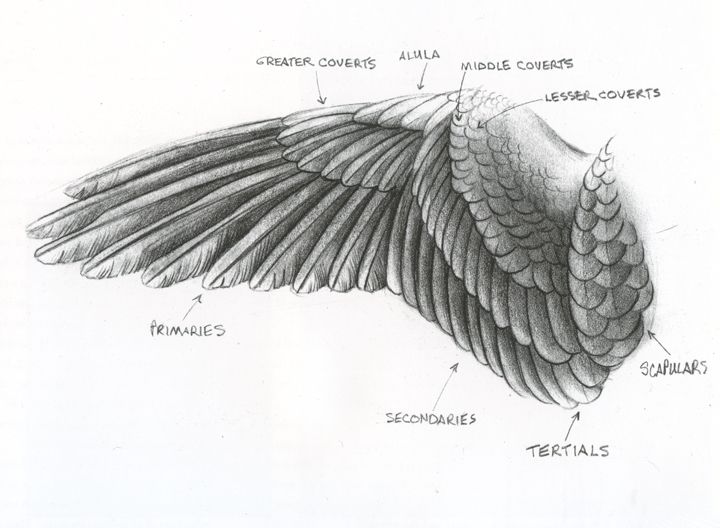 720x528 A R T A N I M A L A N A T O M Y - Feather Wings Drawing