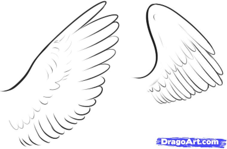 759x498 Step How To Draw Feathers - Feather Wings Drawing