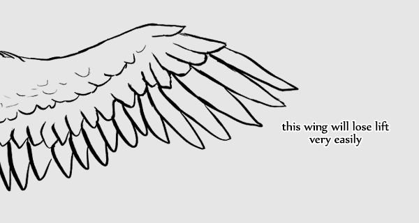 600x320 Taking Flight A Beginner's Guide Into Drawing Wings - Feather Wings Drawing