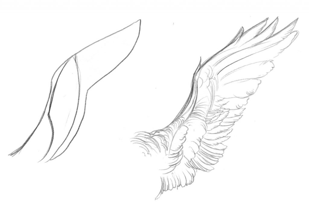 1024x682 Technique Tuesday How To Draw Feathers - Feather Wings Drawing