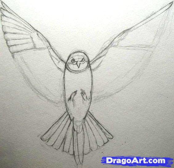 565x546 How To Draw A Realistic Bird, Draw Real Bird, Step - Feather With Birds Drawing