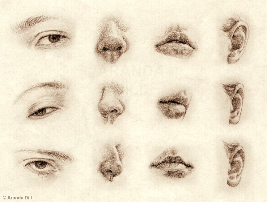 864x656 Facial Feature Drawings - Feature Drawing