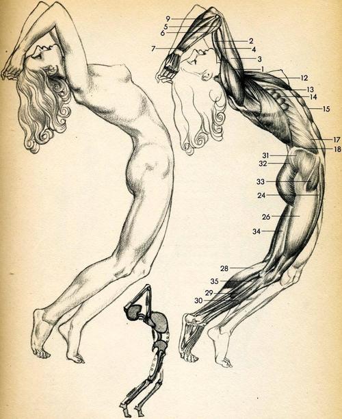 500x612 How To Draw Female Anatomy Online Drawing Lessons - Female Anatomy Drawing