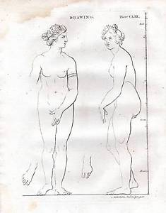 235x300 Print Drawing Human Anatomy Classical Figure Statue - Female Body Anatomy Drawing