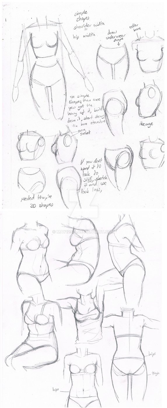 572x1396 Female Body Torsos - Female Body Anatomy Drawing