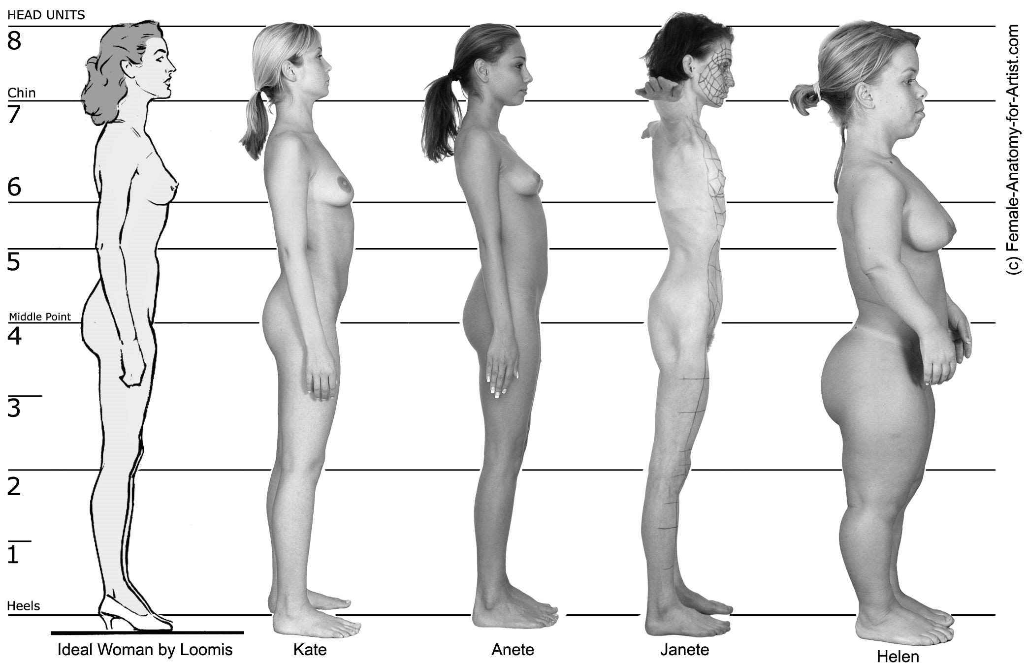 Female Muscle Anatomy Drawing