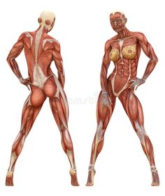 236x280 tips for building muscle! art inspiration - Female Bodybuilder Drawing