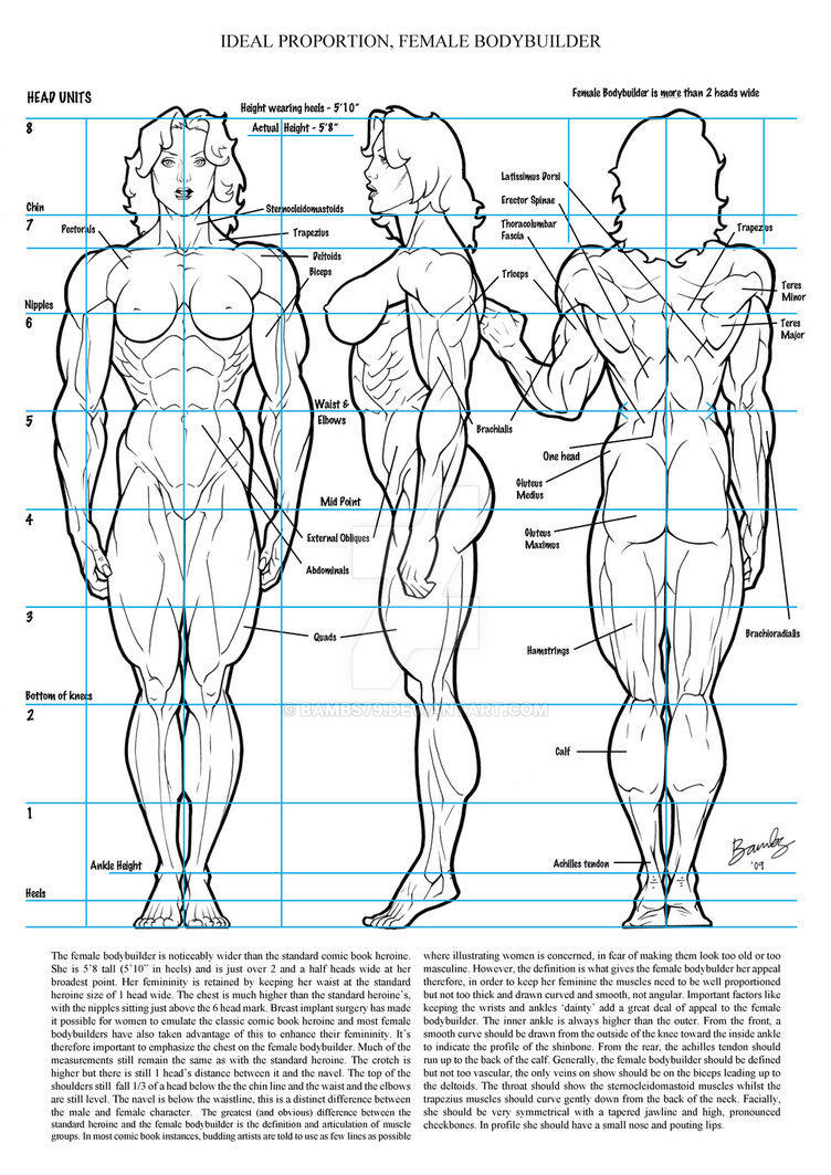 752x1063 female muscle ideal proportion - Female Bodybuilder Drawing