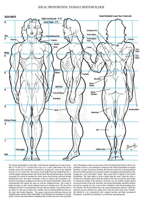 467x660 image result for female muscle reference female muscle reference - Female Bodybuilder Drawing