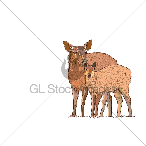 500x500 Deer Female With Baby Hand Draw Sketch Vector Gl Stock Images - Female Deer Drawing
