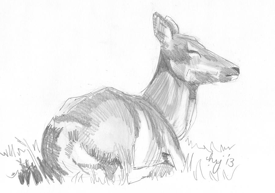 900x633 Deer Lying Down Drawing Drawing - Female Deer Drawing