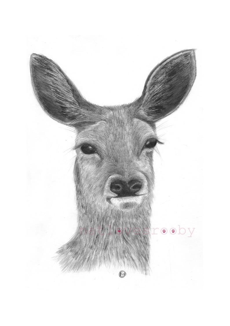 794x1123 Deer Giclee Print Deer Graphite Drawing Deer Fine Art Print Etsy -...