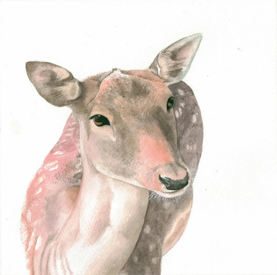 896x891 doe, a deer, a female deer - Female Deer Drawing