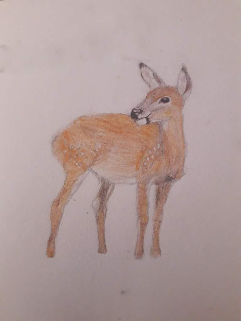 768x1024 doe a deer a female deer art amino - Female Deer Drawing