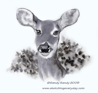 400x380 drawing everyday doe, a deer, a female deer - Female Deer Drawing