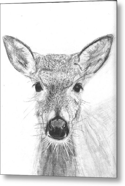 404x600 Female White Tailed Deer Drawing - Female Deer Drawing