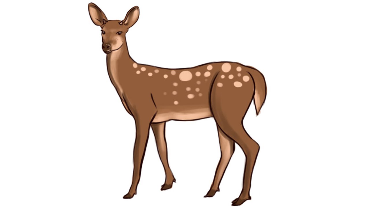 1280x720 How To Draw A Deer Step - Female Deer Drawing