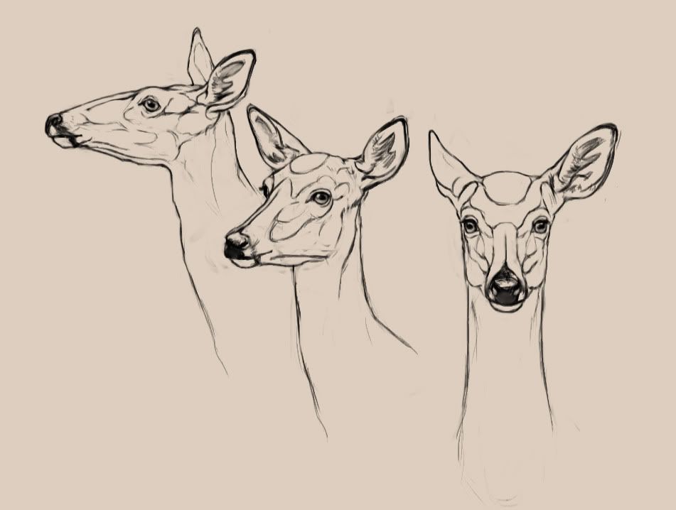 951x718 let's draw deer the endless forest deer in deer - Female Deer Drawing