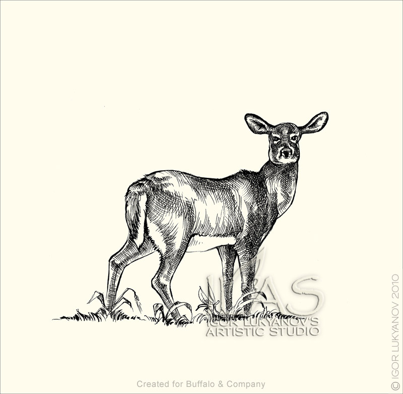 800x782 New American Wildlife Illustrations - Female Deer Drawing