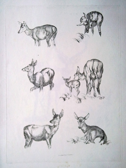 526x700 robert hills antique etching - Female Deer Drawing