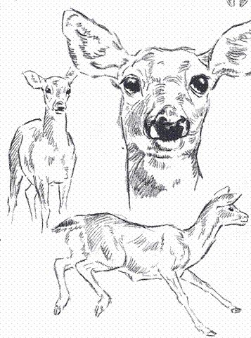 357x482 Deer Sketch Deer - Female Deer Drawing