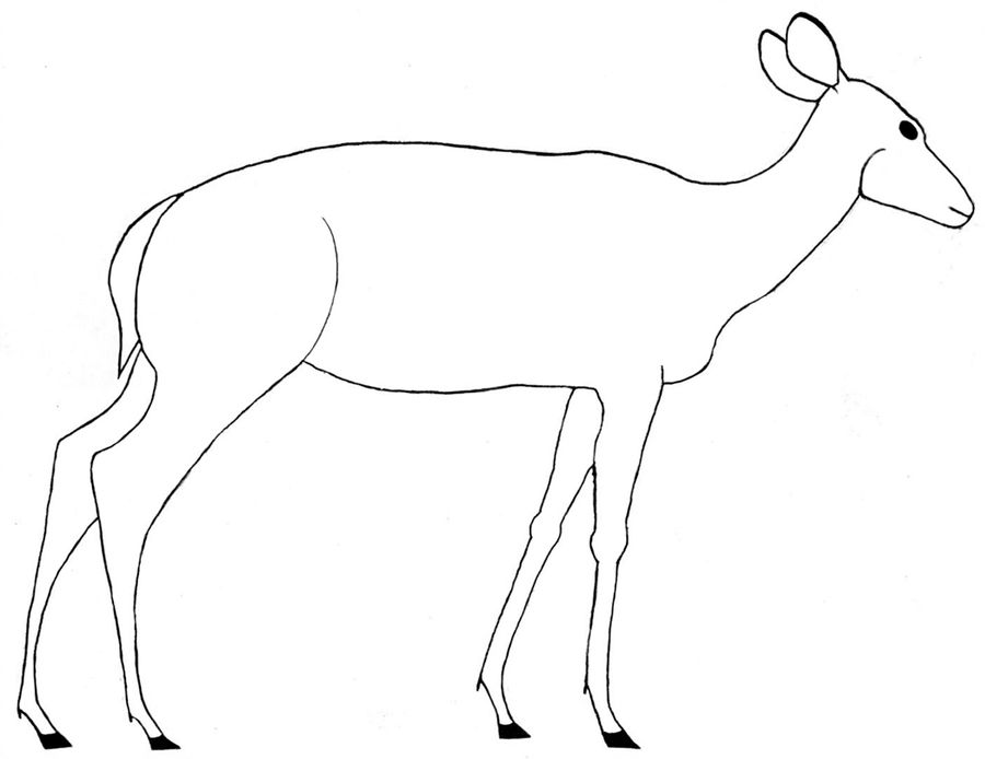 Female Deer Drawing at Explore collection of