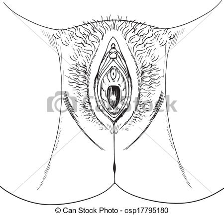 450x433 Human Female Genitalia Outline - Female Drawing Outline