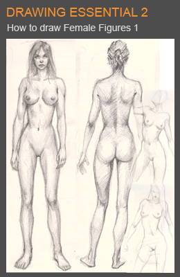 260x400 How To Draw Female Anatomy Online Drawing Lessons - Female Human Body Drawing