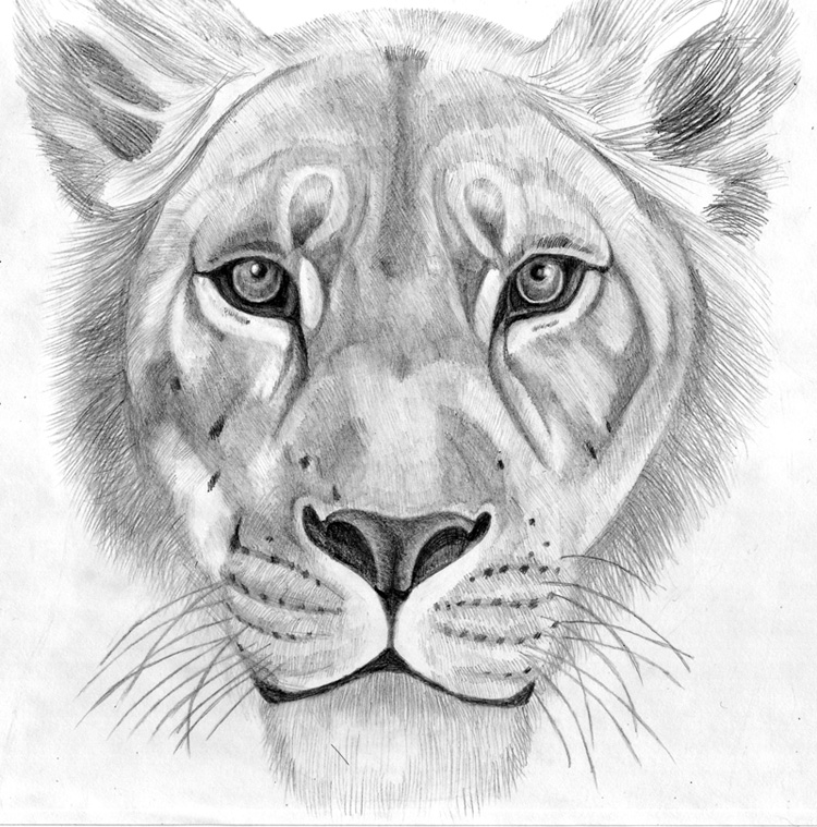 Female Lion Drawing at Explore collection of