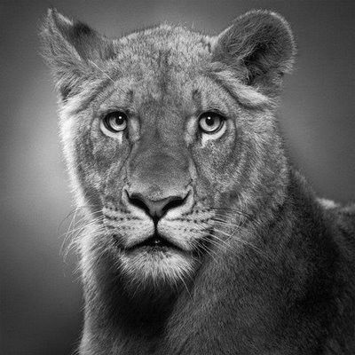 400x400 Female Lion Just Love It! Beautiful Pencil Drawings, Pencil - Female Lion Drawing