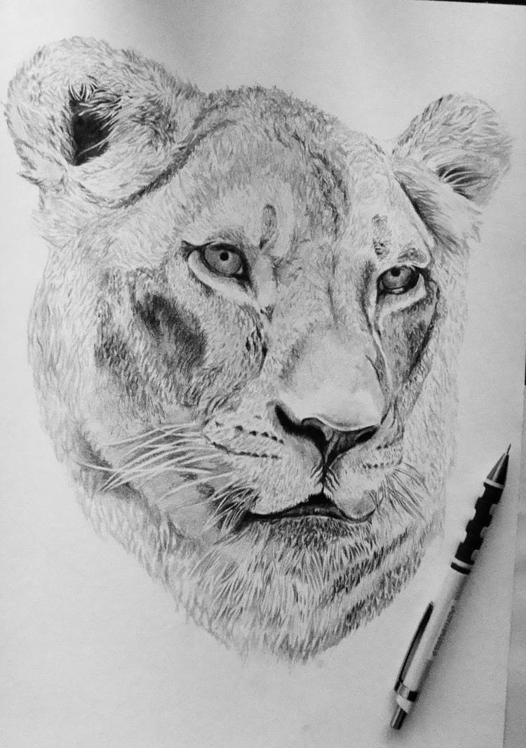 750x1065 Female Lion Drawing - Female Lion Drawing