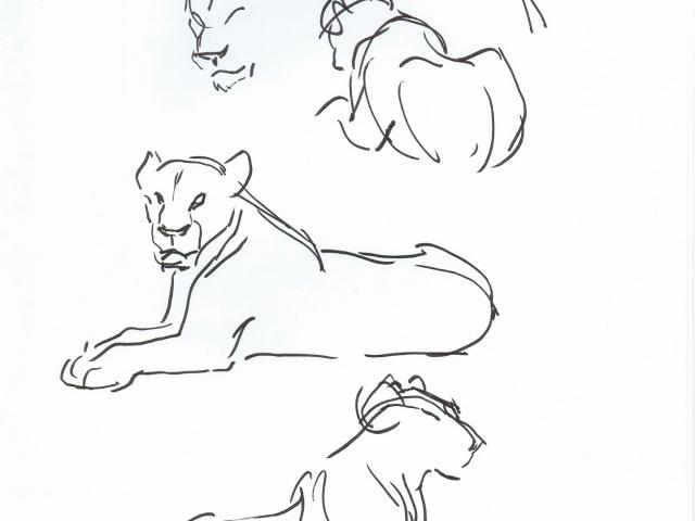 640x480 How To Draw A Female Lion - Female Lion Drawing