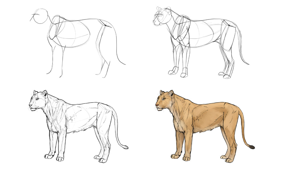 1000x618 how to draw big cats lions, tigers, cheetahs, and much more - Female Lion Drawing