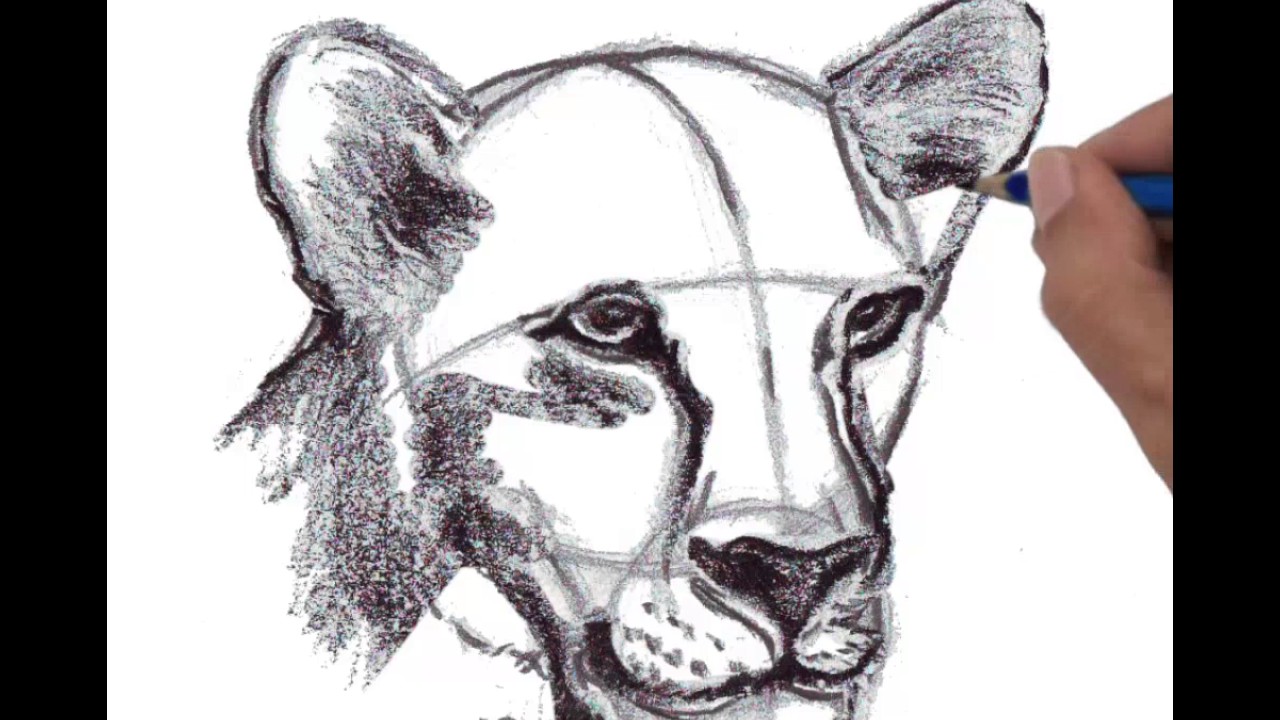1280x720 How To Draw Female Lion Head, Perspective View - Female Lion Drawing