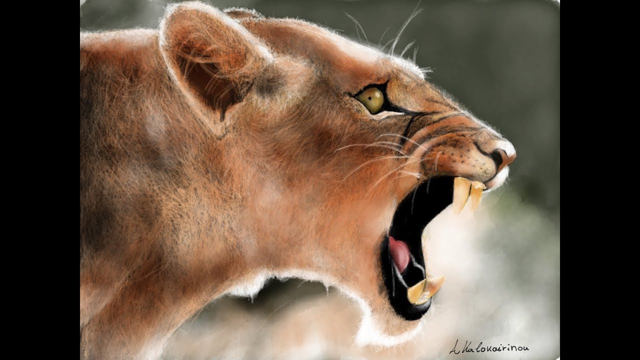 1280x720 How To Draw A Female Lion With Paper - Female Lion Drawing