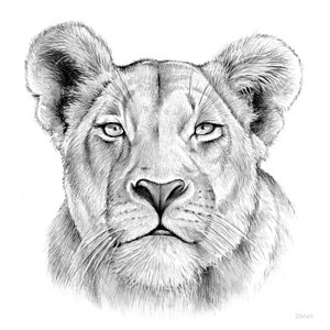 300x300 Lioness Drawings Fine Art America - Female Lion Drawing