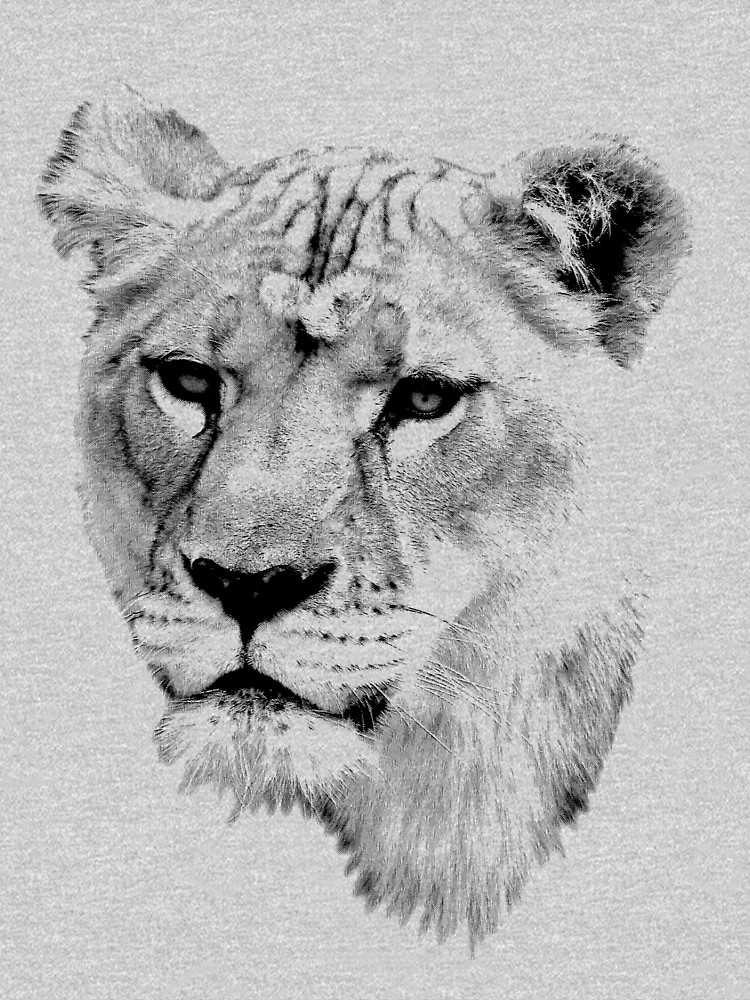 Female Lion Drawing at Explore collection of