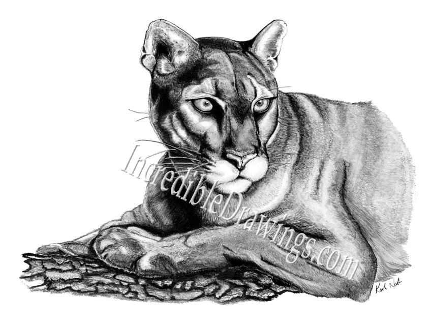850x641 Cougar Drawing Female Lion For Free Download - Female Lion Drawing
