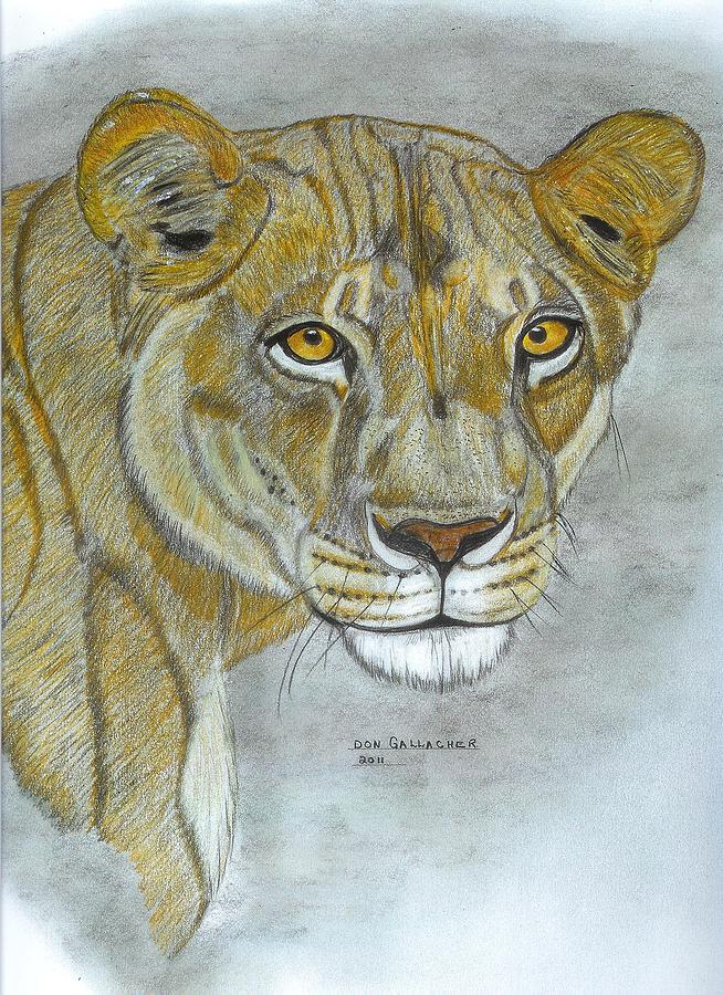 654x900 Dominant Lioness Drawing - Female Lion Drawing