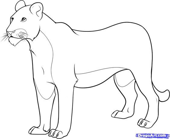 564x461 female lion coloring pages how to draw a lioness step sharks - Female Lion Drawing