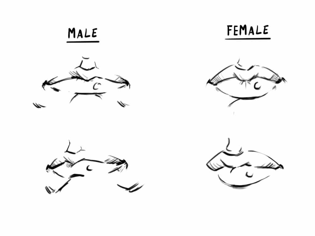 1024x768 How To Draw A Face Drawing The Male And Female Head Front - Female Mouth Drawing