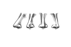 300x200 How To Draw A Female Nose - Female Nose Drawing