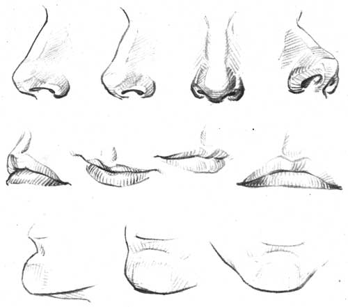 500x441 How To Draw The Female Nose And Face Features - Female Nose Drawing