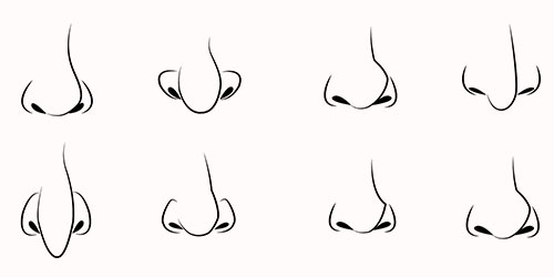 Featured image of post Female Nose Drawing