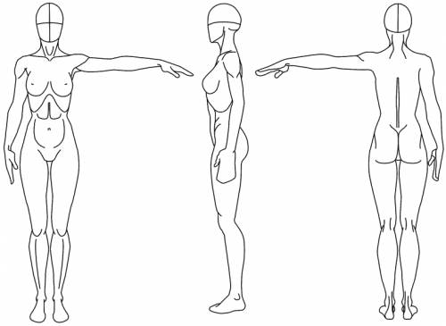 500x365 Blueprints Gt Humans Gt Humans Gt Female Reference Drawing - Female Reference Drawing
