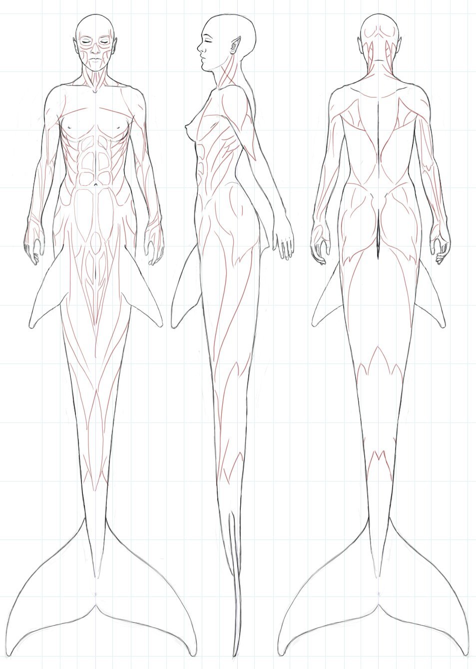 953x1338 Drawing Art Female Draw Underwater Fish Anatomy Creature Tail - Female Reference Drawing