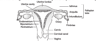 Female Internal Reproductive System Drawing - Female Reproductive