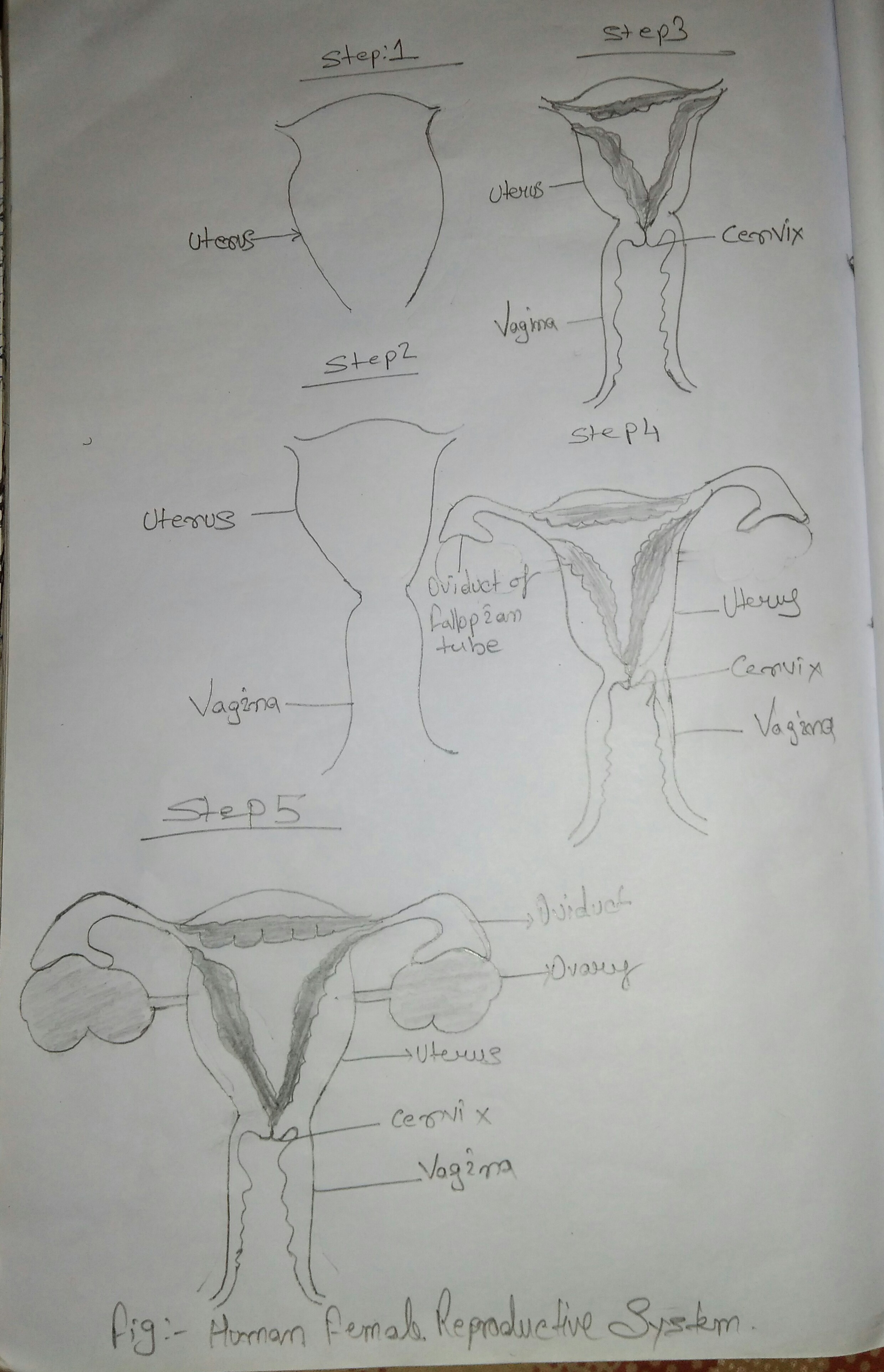 2480x3848 easy steps to draw human female reproductive system - Female Reproductive System Drawing