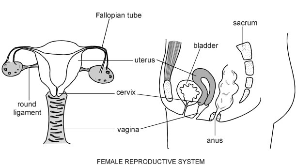 Female Reproductive System Drawing at PaintingValley.com ...