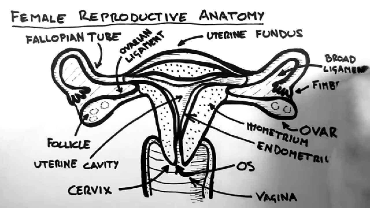 1280x720 female reproductive anatomy - Female Reproductive System Drawing